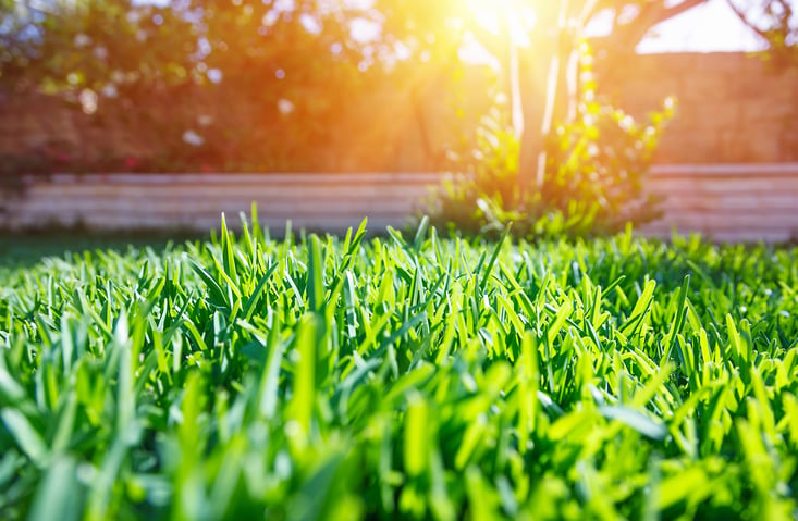 summer-lawn-1.jpg