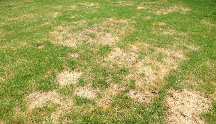 Summer stress can leave lawns brown and dry.