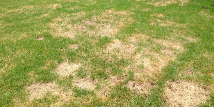 Lawns can need some help to recover.