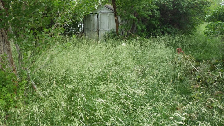 tall-fescue-2.jpg