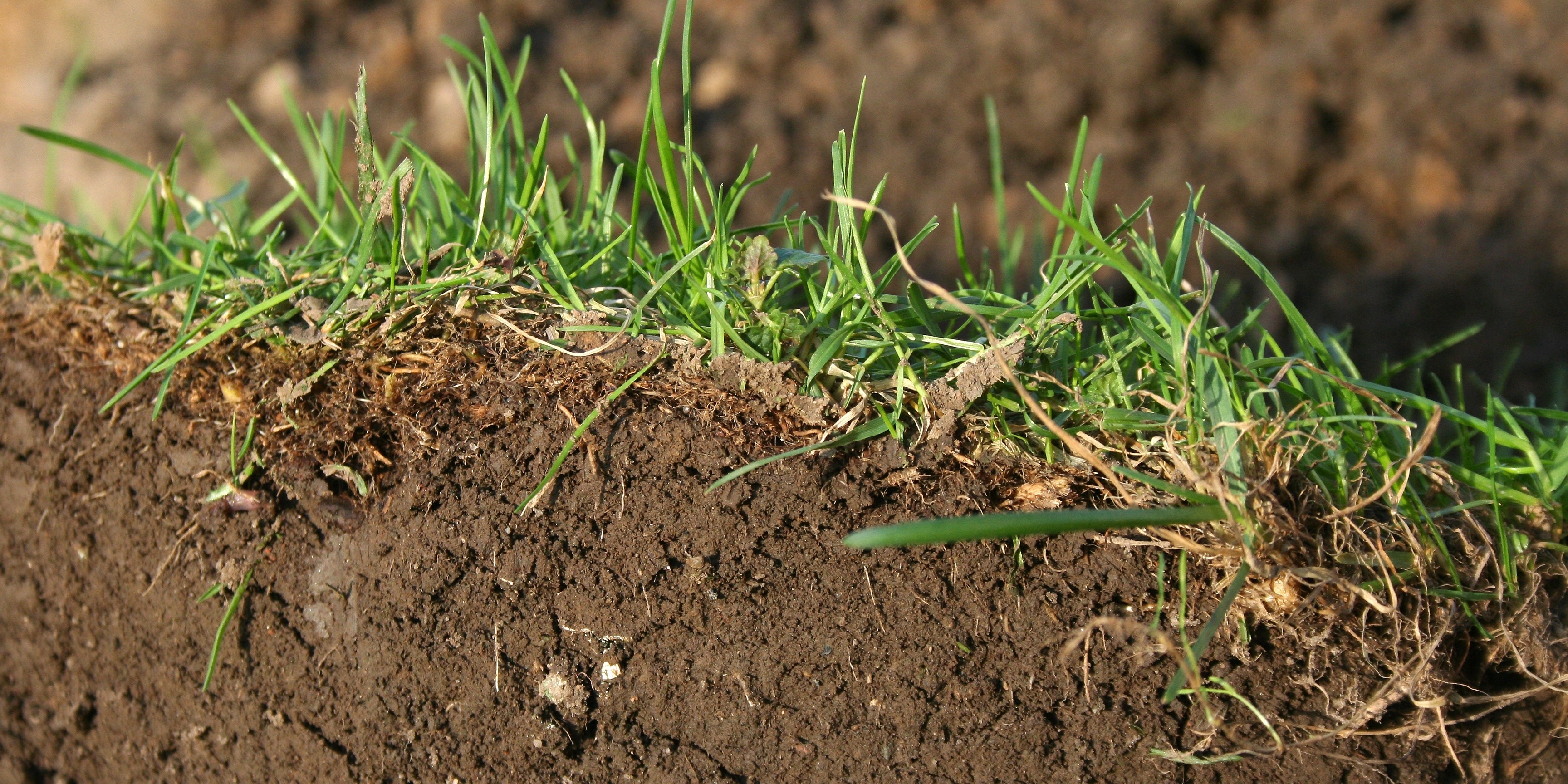 When left untreated, too much thatch can be detrimental to the success of your lawn.