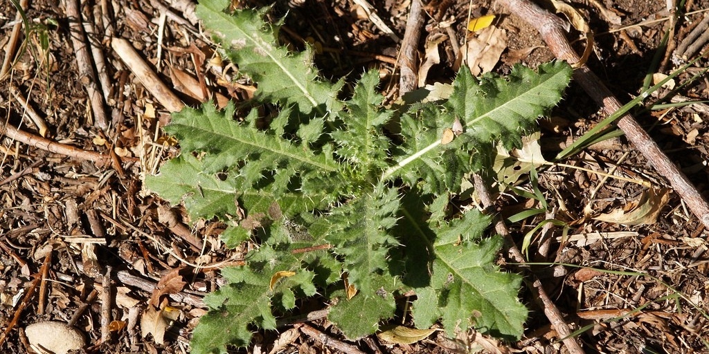 The Canadian Thistle is a perennial broadleaf weed with a tendency to spread rapidly.