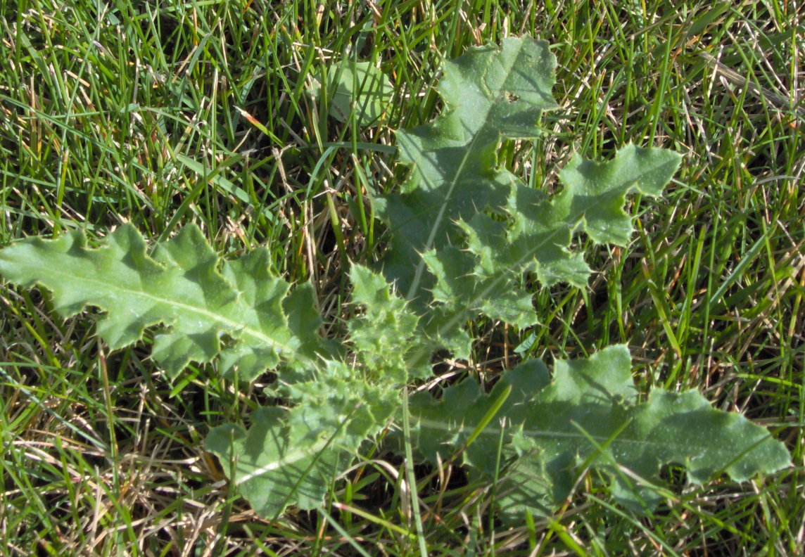 Image of Canada thistle broadleaf weed