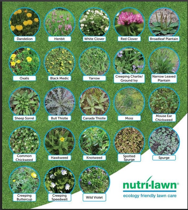 Common lawn weeds in Canada including dandelion, clover, plantain, chickweed, thistle, and creeping ivy identified for lawn care and weed control