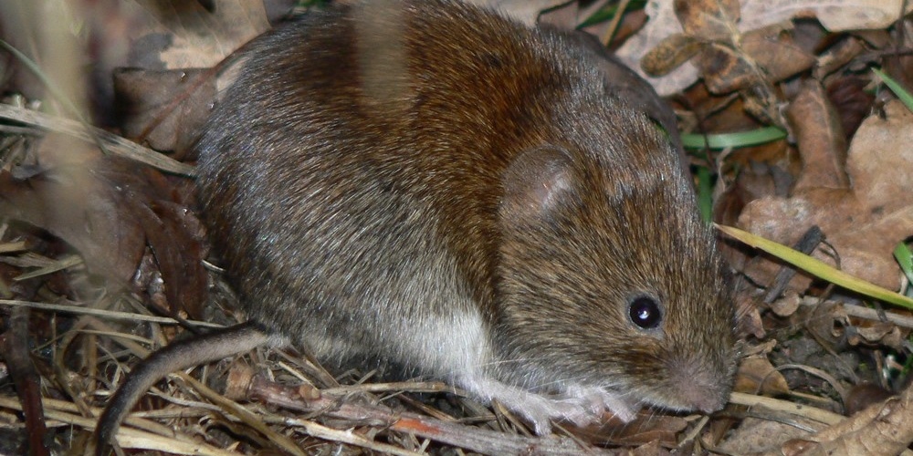 What Is Vole Damage?
