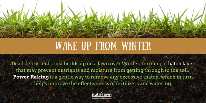 Unlike dethatching, power raking doesn't cause extensive damage, so the lawn recovers rapidly and maintains its density.