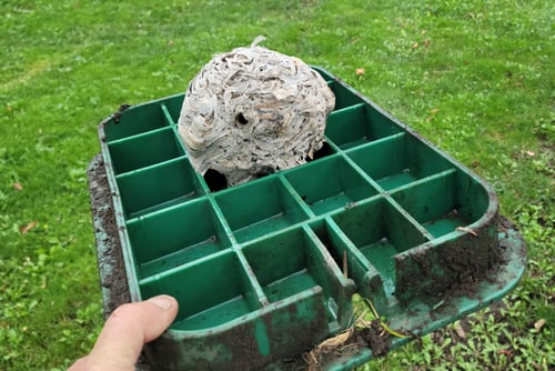 wasp nest in valve box