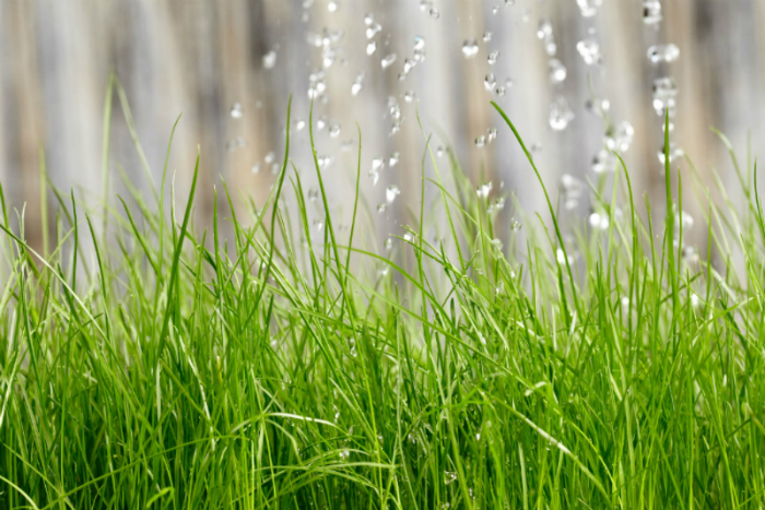 watering-grass-1