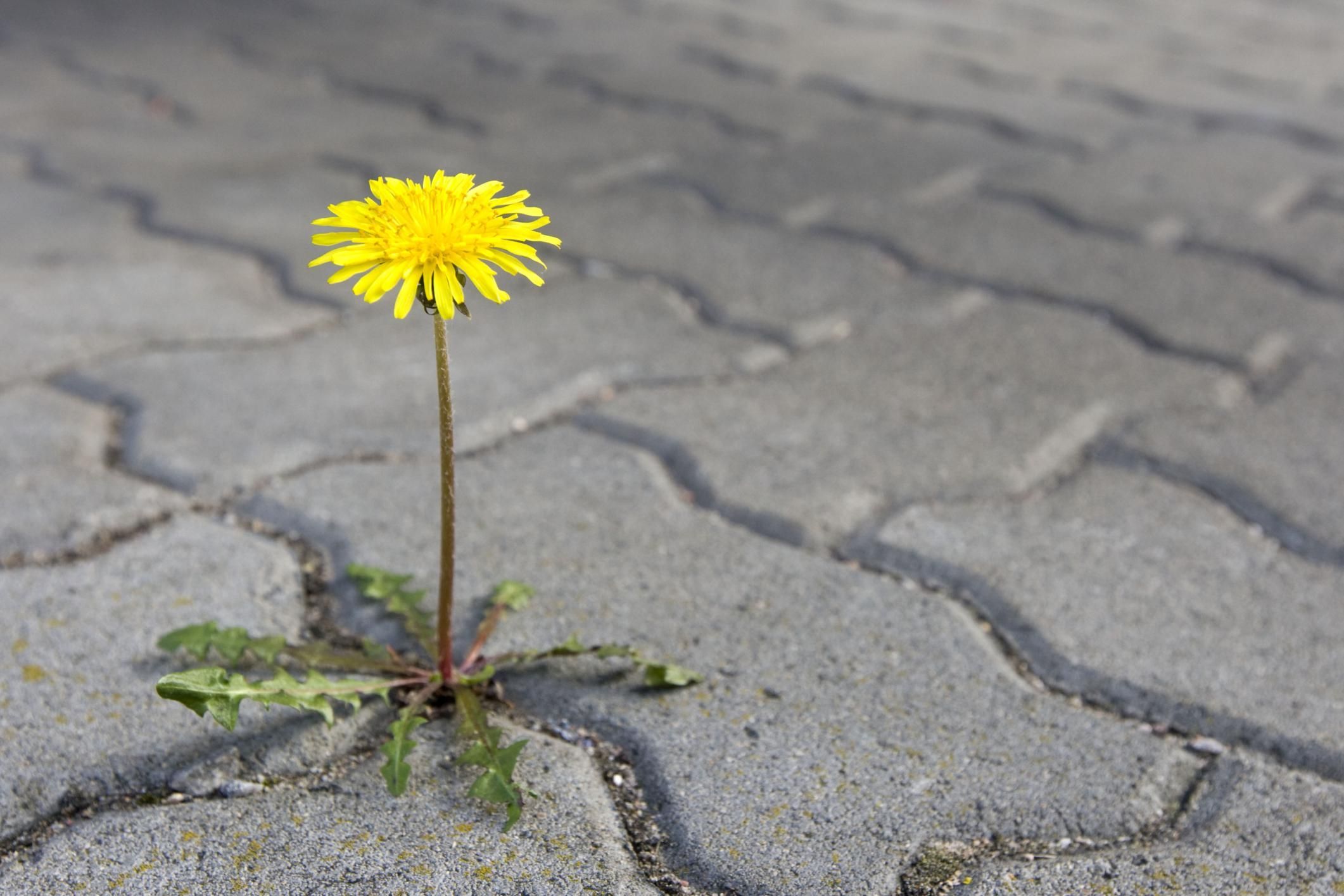 In the case of a lawn, anything other than the blades of grass is widely considered a weed. 