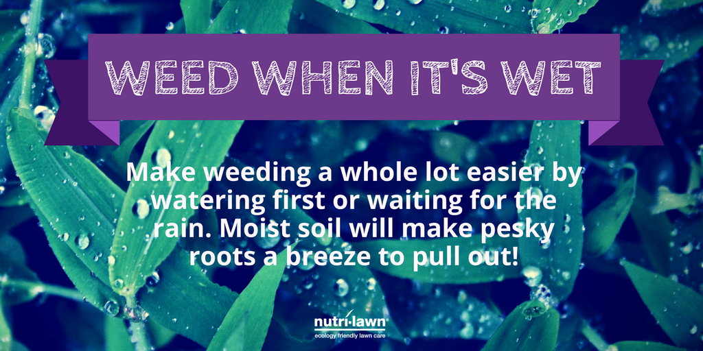 Hard to control weeds present more of a challenge to effectively eliminate.