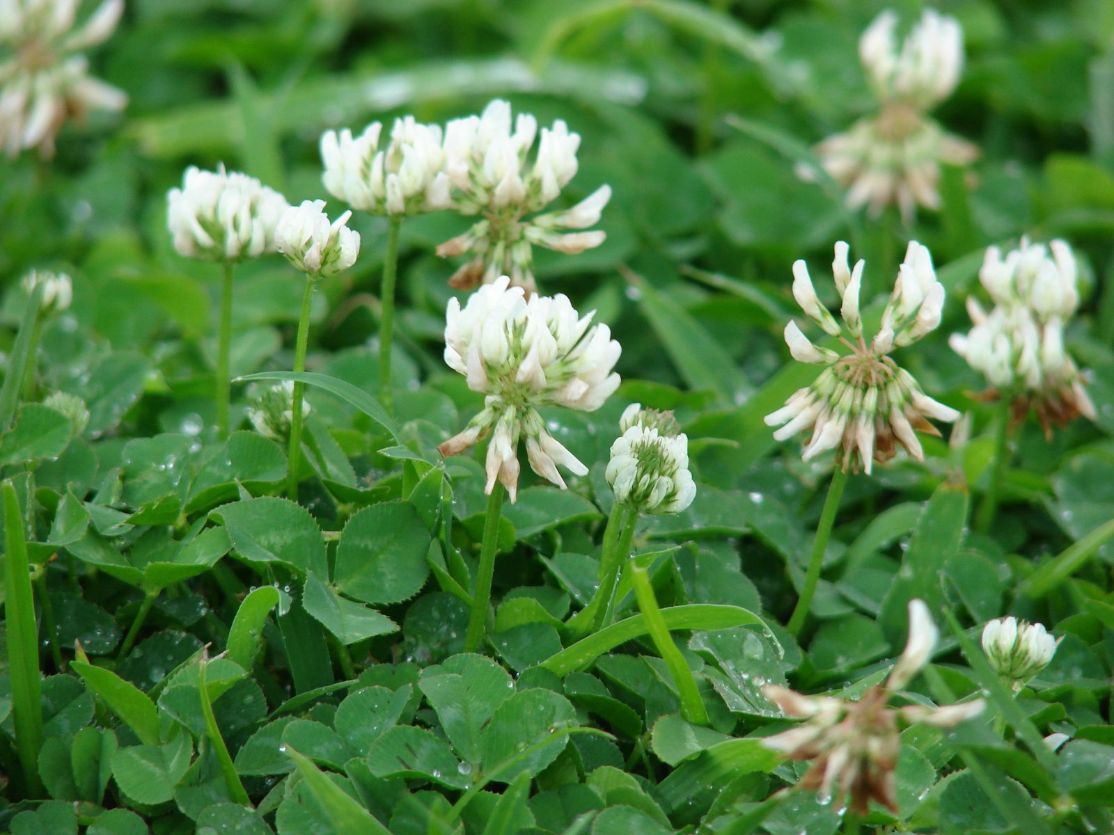3 Reasons Clover Is Taking Over Your Lawn