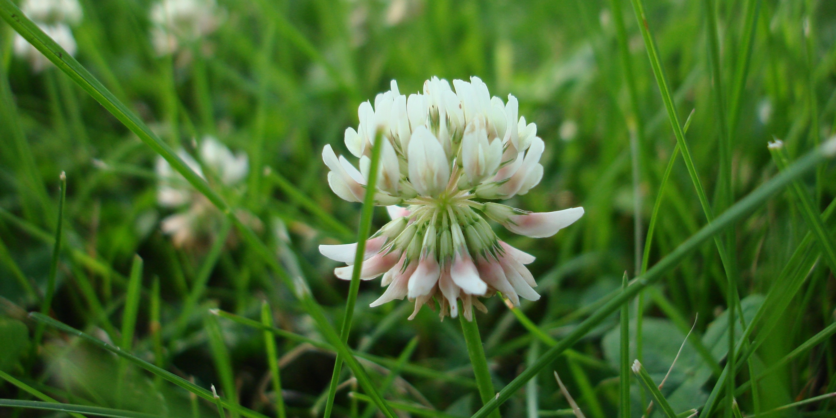 Clover can come in different colours such as white, purple and pink and can easily be identified by their leaves which group into 3 or 4’s.