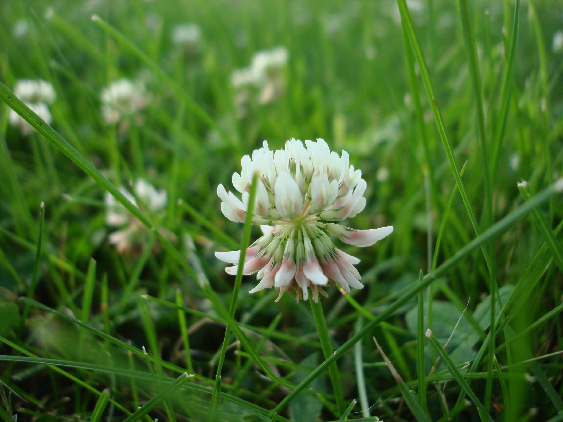 Weed of the Week: White Clover