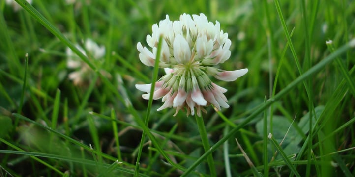 Although some homeowners might not want White Clover in their lawns, others actually plant White Clover in place of grass.