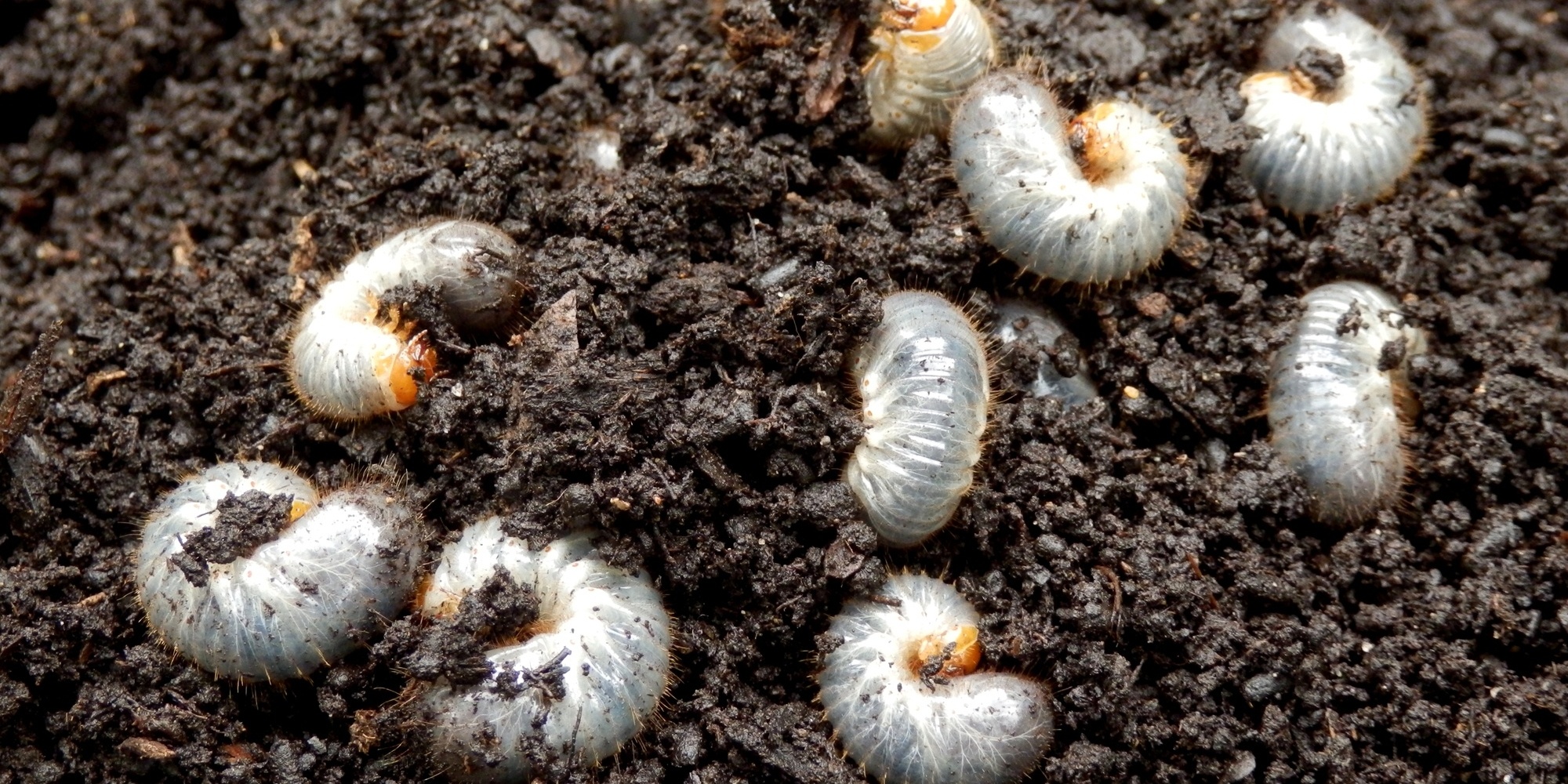 The easiest way to monitor for grubs is to examine the top portion of the soil just under the thatch interface. 