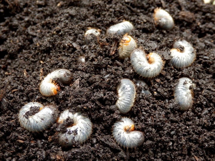 An Organic Solution for White Grubs