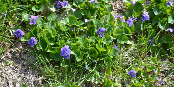 Wild Violet is another perennial broadleaf weed that favours shady, moist areas but can grow in full sunlight, too.