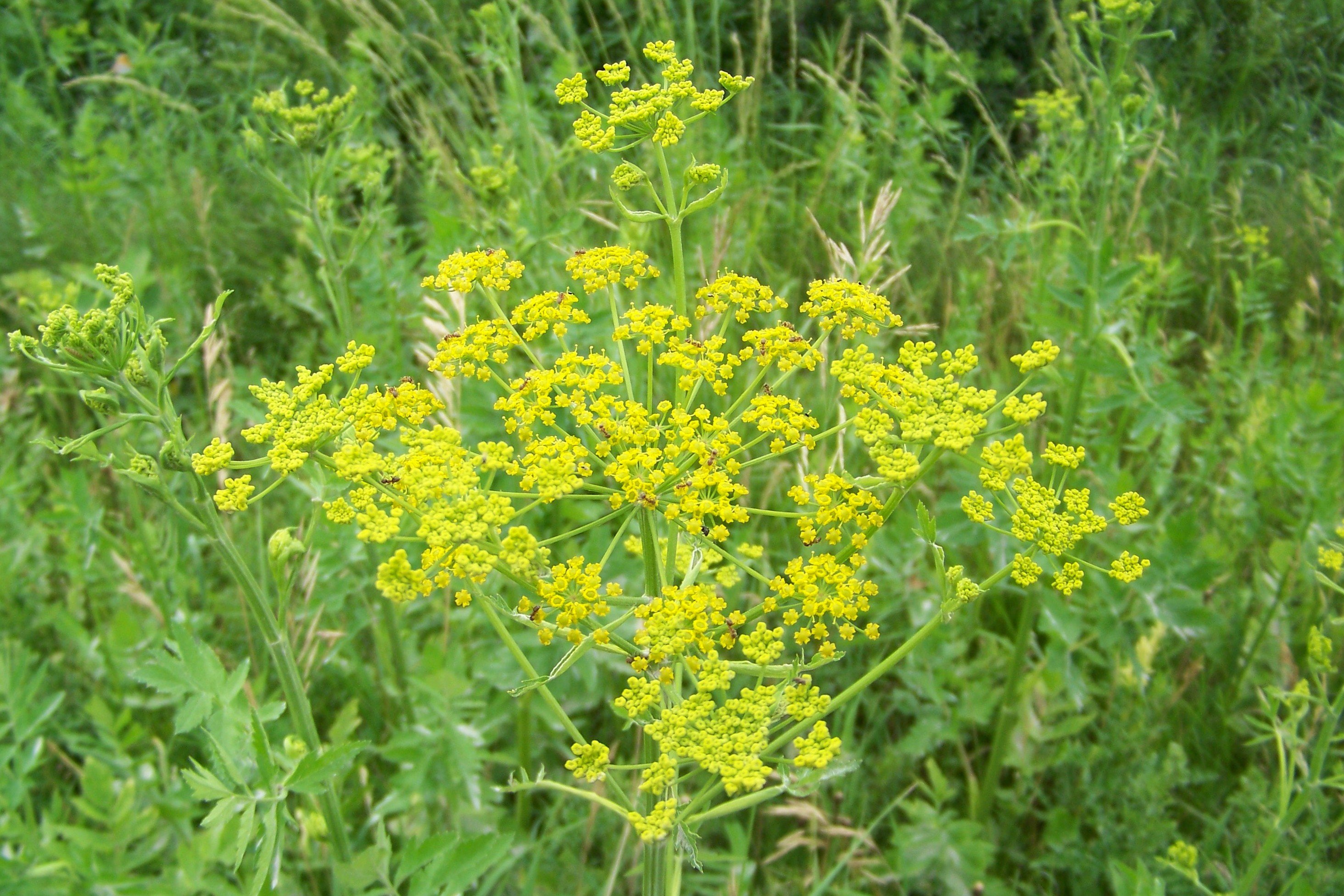 New construction sites are particularly prone to wild parsnip.