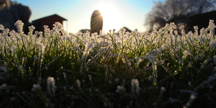 Stay off your frosted grass until the sun melts it away.