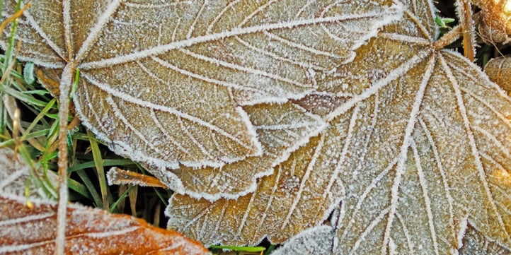 Don't mow if there is frost