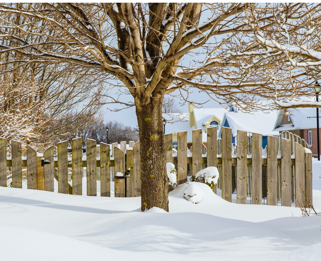 What Occurs Below the Snow To Your Garden?
