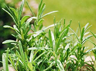 Mosquito Control - 6 Herb Plants to Help Repel Mosquitoes