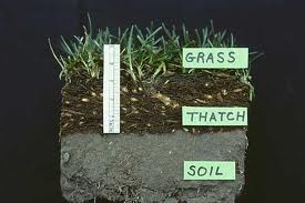 thatchcrosssection